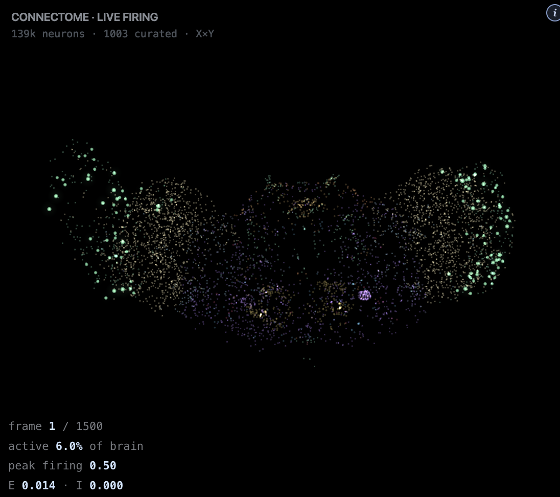 Fly Brain CartPole replay screenshot